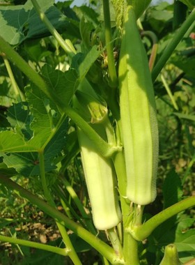 美国传家宝白色无骨秋葵Okra, Clemson Spineless自留种5粒4元