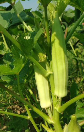美国传家宝白色无骨秋葵Okra, Clemson Spineless自留种5粒4元