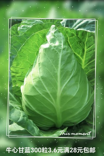 牛心甘蓝种子约450粒4.9元原厂彩包 包菜卷心菜种籽28元包邮