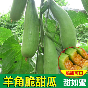 原厂彩包羊角酥甜瓜种籽薄皮脆甜 甜脆羊角蜜种子100粒4.6元