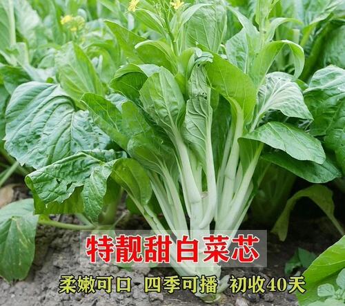 宁夏爽口白菜芯种子原厂彩包20克6元 小白菜芯甜脆白菜苔