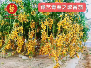 包邮 黄圆樱桃番茄满28元 豫艺青春之歌小番茄种子5粒5.6元