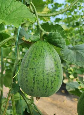 F1奇甜蜜丑瓜甜瓜种子10粒4元满28元包邮