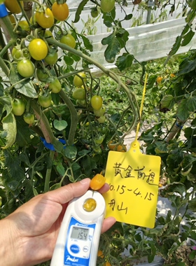 F1  黄金前程小番茄种子5粒6元满28元包邮