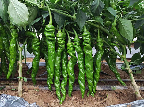 F1豫艺种业大麻花全螺旋型辣椒种6粒4元杂交一代螺丝椒满28元包邮