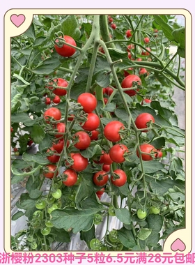 浙樱粉2303番茄种子5粒6元F1杂交一代浙江依农粉红果28元包邮