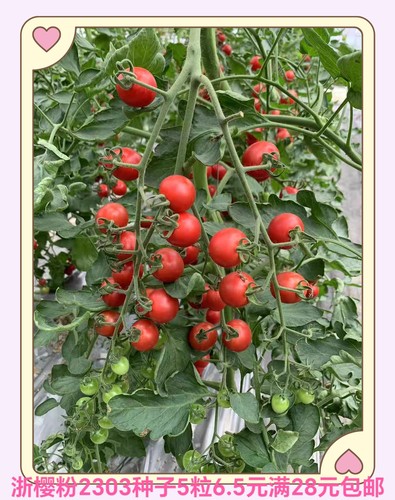 浙樱粉2303番茄种子5粒6元F1杂交一代浙江依农粉红果28元包邮