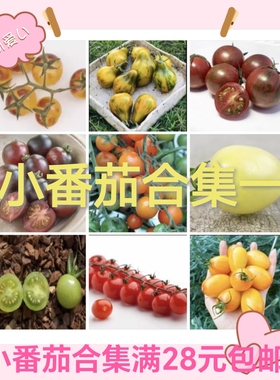 要催芽问豆包小番茄籽白妃黄妃冰淇淋糖珀琥夏洛特绿手指蜜莉蜂巢