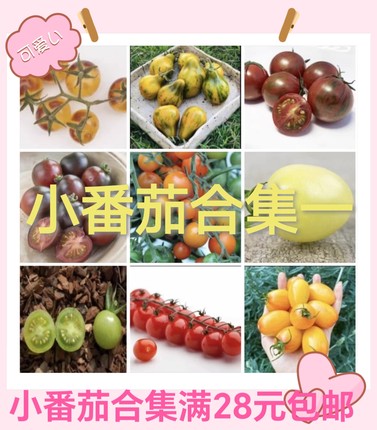 要催芽问豆包小番茄籽白妃黄妃冰淇淋糖珀琥夏洛特绿手指蜜莉蜂巢