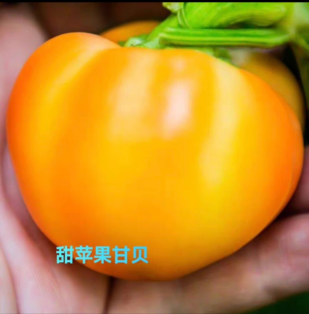 甜苹果甘贝甜椒种子5粒8元满28元包邮