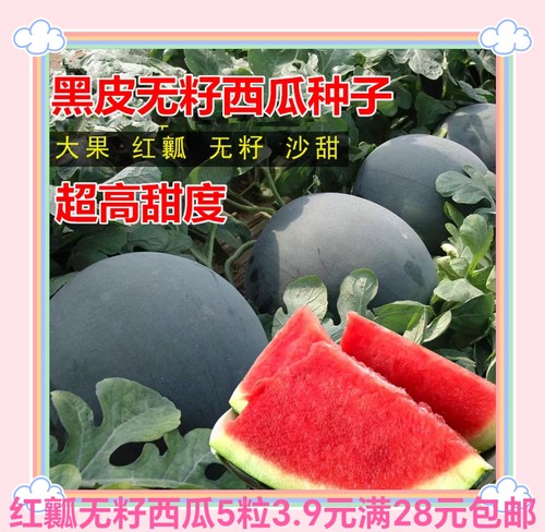 无籽西瓜种子5粒3.9元黑皮红瓤懒汉巨型无籽西瓜耐裂