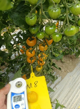 F1金妃1号黄色樱桃小番茄种子5粒4.5元满28元包邮