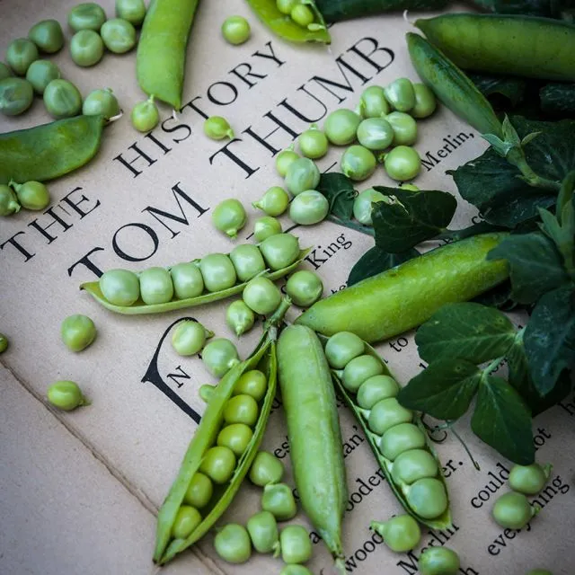 传家宝矮生豌豆汤姆拇指花园可留种5粒3元