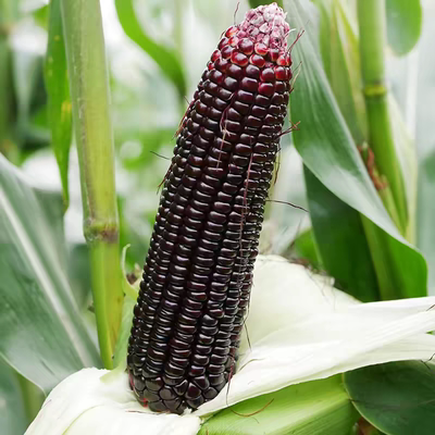F1昕糯9102黑甜糯玉米种30粒3元大棒甜糯比1：3水果玉米种花青素