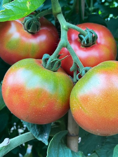 东北铁皮柿子水果番茄种子10粒4元 草莓番茄满28元包邮