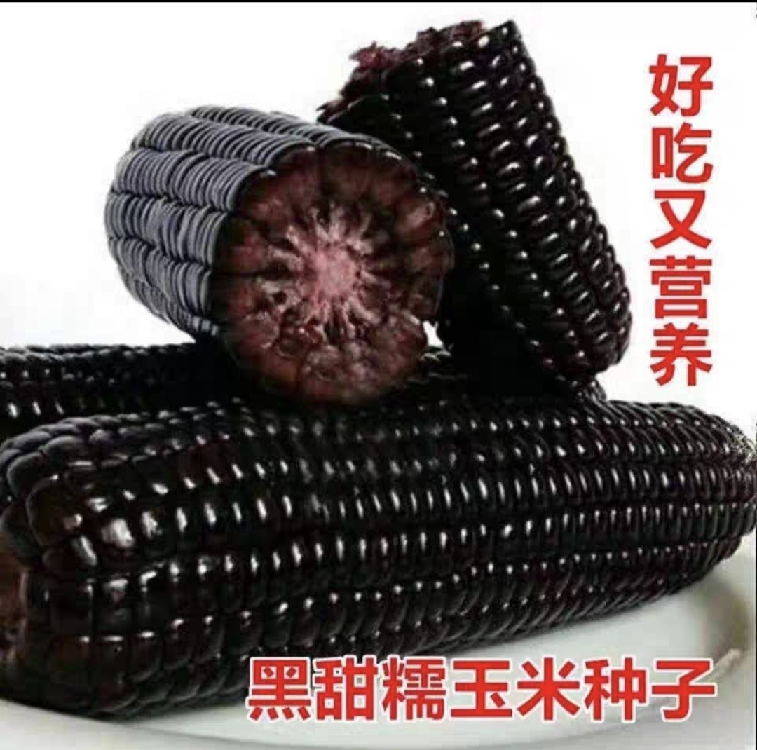 黑糯甜玉米种籽含花青素又甜又糯 30粒3元 满28元包邮