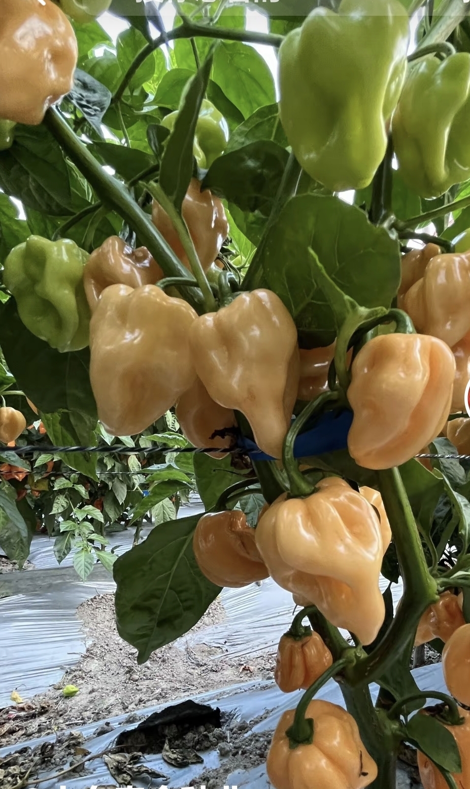 母猪！F1桃色魔鬼椒4粒6.9元魔鬼辣满28元包邮