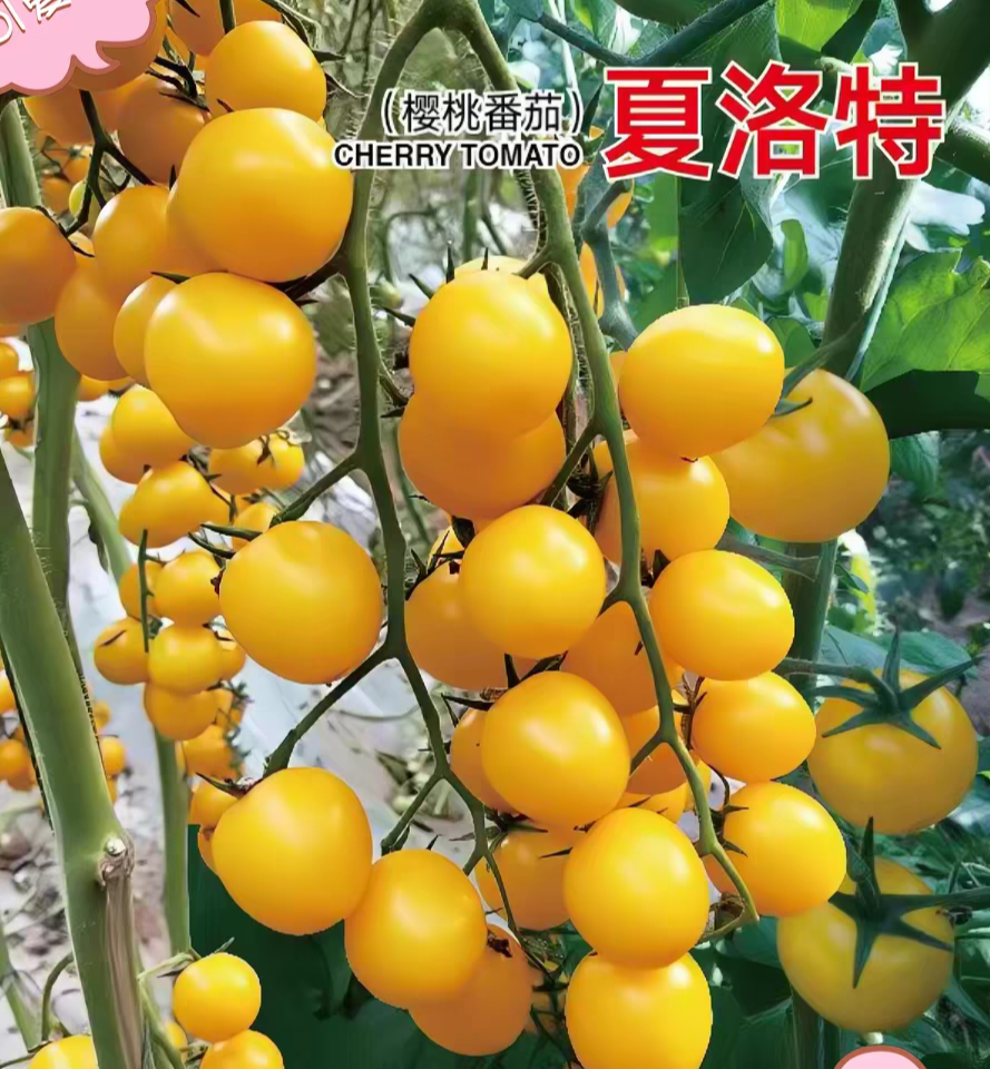 抗TY夏洛特番茄种子F1正品有香味的黄色樱桃番茄甜糯5粒4.9元