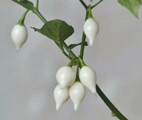 传家宝辣椒种子 白鸟嘴4粒8元白小喙辣椒 满28元包邮