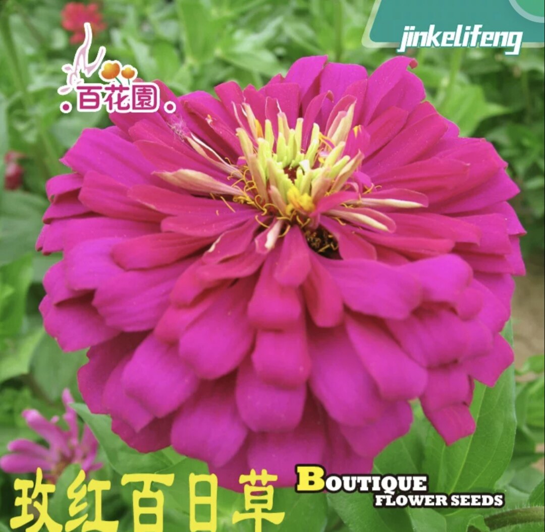 玫红百日草种籽 步步高