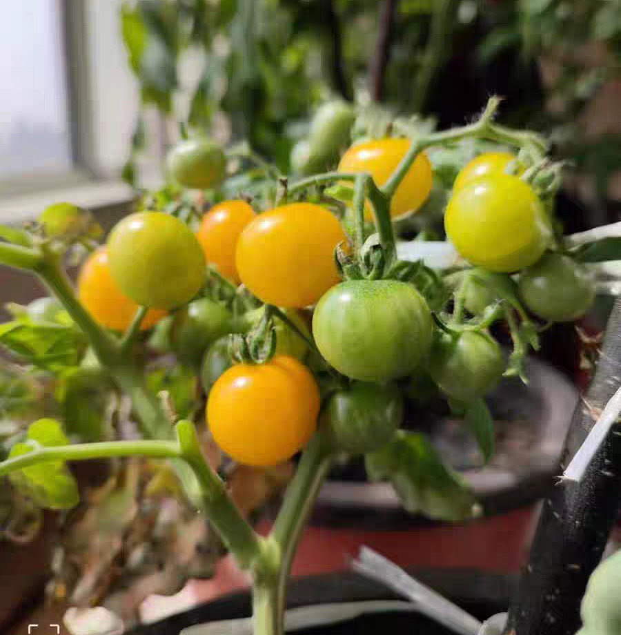 黄色矮生樱桃小番茄兔子跳种子4粒6元株高40厘米(28元包邮)