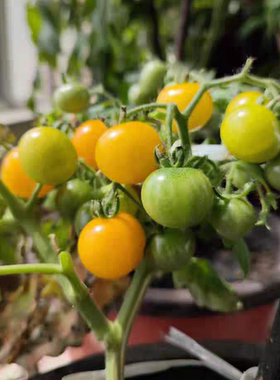 黄色矮生樱桃小番茄兔子跳种子4粒6元株高40厘米（28元包邮）