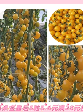 F1凯德黄丸（金皇后）番茄籽5粒4.6元凯德金皇后满28元包邮
