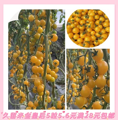 F1凯德黄丸（金皇后）番茄籽5粒4.6元凯德金皇后满28元包邮