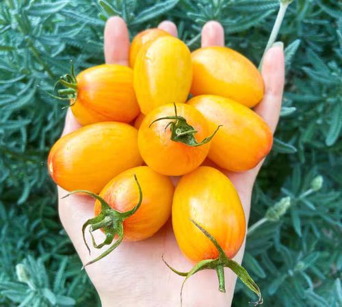 传家宝番茄羞涩腮红（自封顶品种）blush7粒5元满28元包邮 - 封面