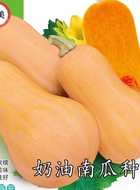 揭阳农研奶油南瓜Butternut Squash10粒6元原厂彩包（28元包邮）