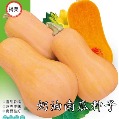 揭阳农研奶油南瓜Butternut Squash10粒6元原厂彩包（28元包邮）