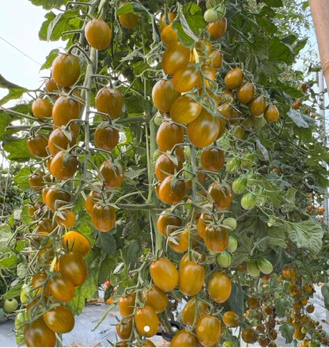 F1 抗TY豫艺清香16樱桃小番茄种子5粒6.6元 焦糖色小番茄28元包邮