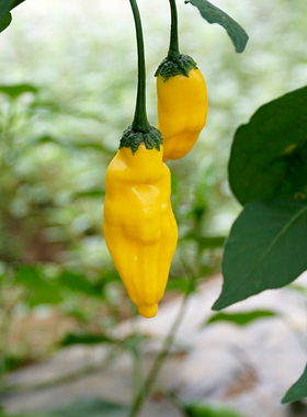 905  辣椒柠檬滴lemon drop pepper  10粒6元(满28包邮)