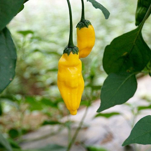 905  辣椒柠檬滴lemon drop pepper  10粒6元(满28包邮)