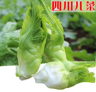 四川儿菜种籽多孑宝塔菜籽  3克4元  原厂彩包   满28元包邮