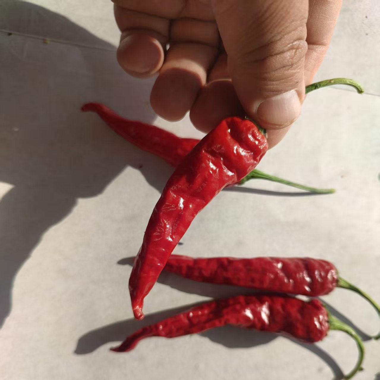 传家宝辣椒克什米尔默克辣椒 10粒6元   满28元包邮