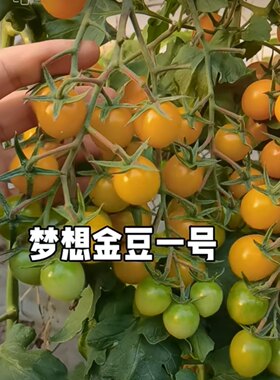 梦想金豆一号番茄种子  5粒8元F1满28元包邮抗性好