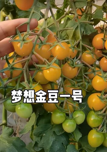 梦想金豆一号番茄种子  5粒8元F1满28元包邮抗性好