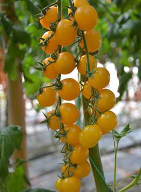 F1抗TY正宗以色列海泽拉夏日阳光番茄籽3粒34元口感番茄