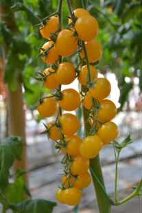 F1抗TY正宗以色列海泽拉夏日阳光番茄籽3粒34元口感番茄