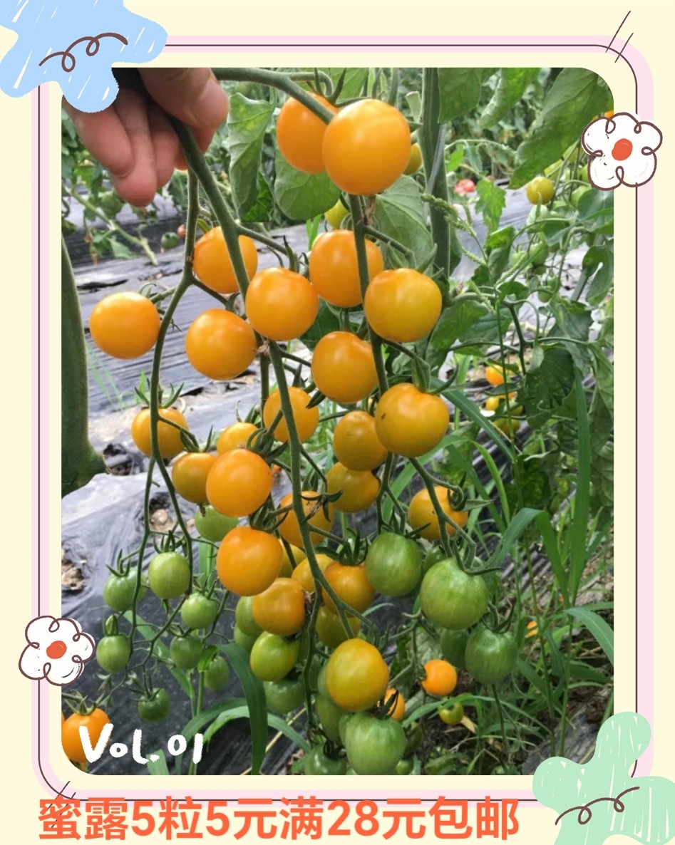 蜜露黄色樱桃番茄种子 5粒5元原包分装杂交一代f1高产满28元包邮