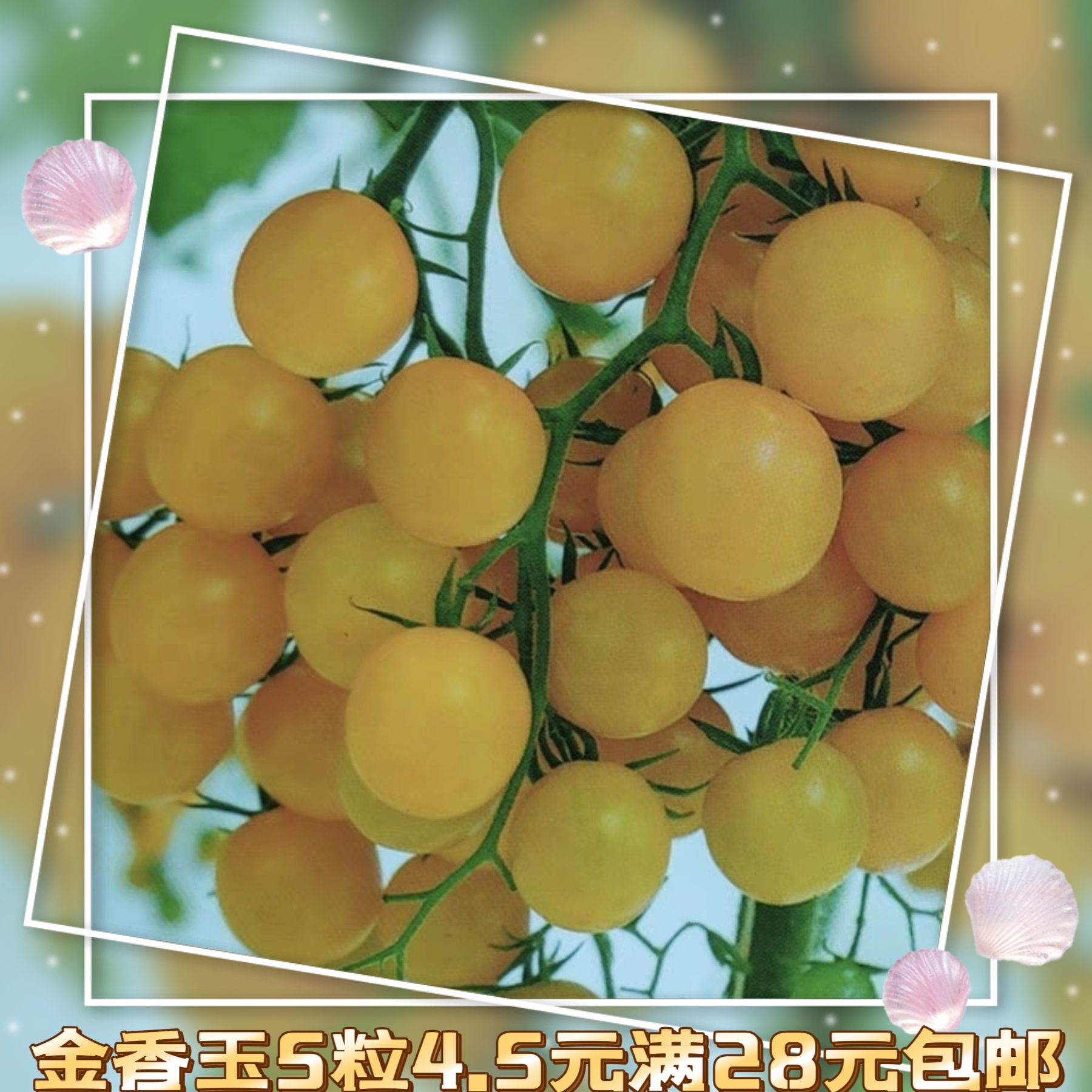 杂交金香玉3号F1-黄果番茄 金色番茄糖度突出 5粒3.5元满28元包邮