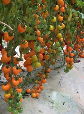 F1夏橙095番茄种子3粒6元橙黄色沙糯短椭圆型小番茄种子28元包邮