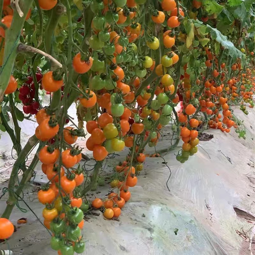 F1夏橙095番茄种子3粒6元橙黄色沙糯短椭圆型小番茄种子28元包邮