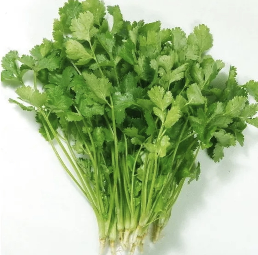 揭美香菜种子约2000粒3.9元原厂彩包大叶香菜 辅料菜阳台盆栽芜荽