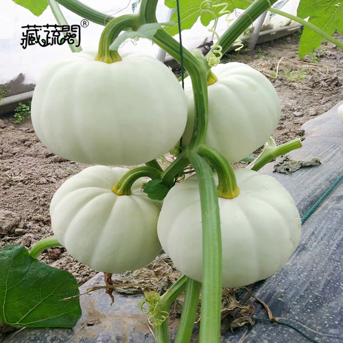 惠和藏蔬阁迷你白贝贝南瓜种子3粒9.90元满28元包邮