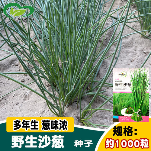 野生沙葱种子约500粒5元原厂彩包耐旱耐寒四季韭葱胡葱小葱种籽