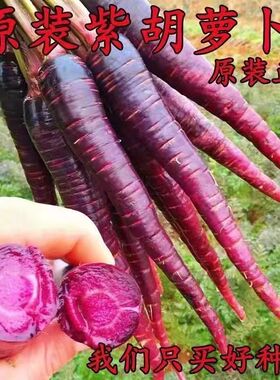 紫色胡萝卜种籽农田菜园易种紫参胡萝卜籽约500粒4.9元原厂彩包