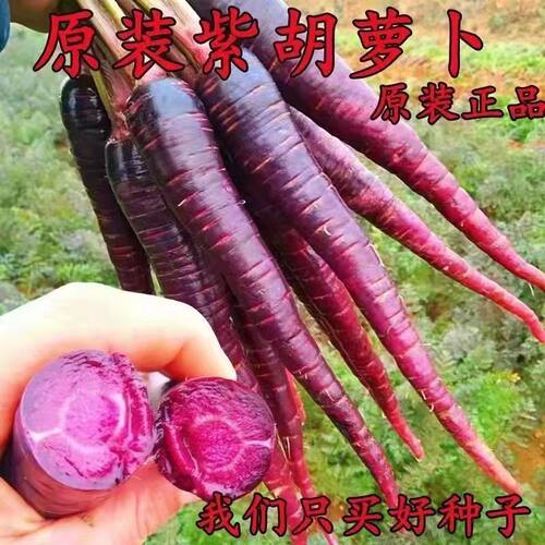 紫色胡萝卜种籽农田菜园易种紫参胡萝卜籽约500粒4.9元原厂彩包
