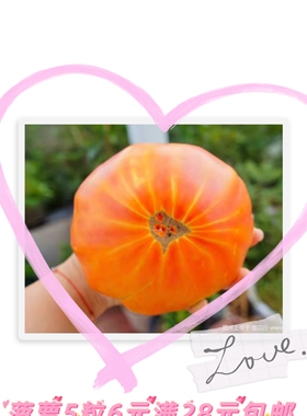 传家宝番茄菠萝种子pineapple  10粒6元口感大番茄可留种28元包邮